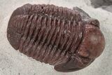 Deep Red Gerastos Trilobite - Zerig, Morocco #286800-1